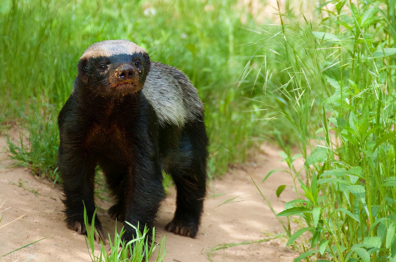 愣头青般的蜜獾,其实它的强悍,从小就注定的了