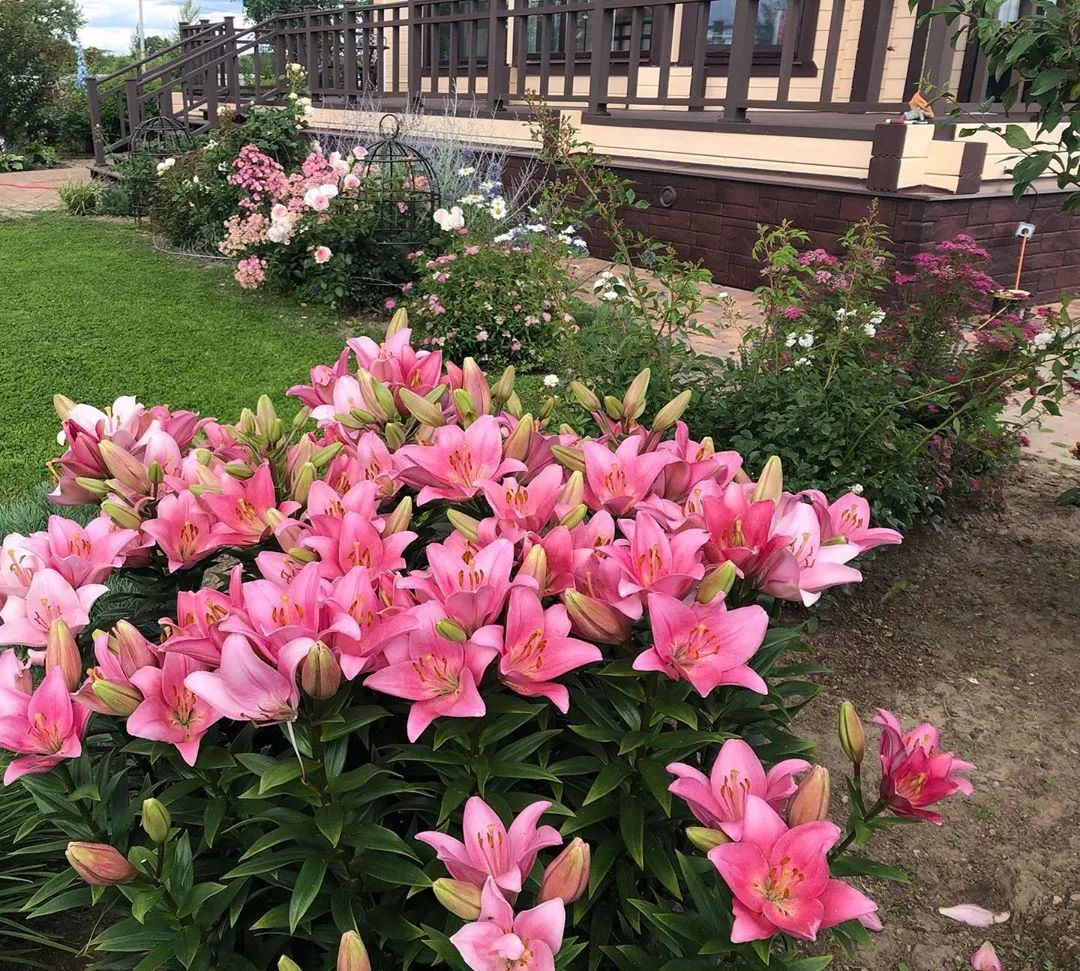 25种花境设计，让生活更美好，你最喜欢哪种？