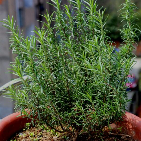 5种“香香花”摆在卫生间，臭味通通跑光，跟喷了香水儿似得