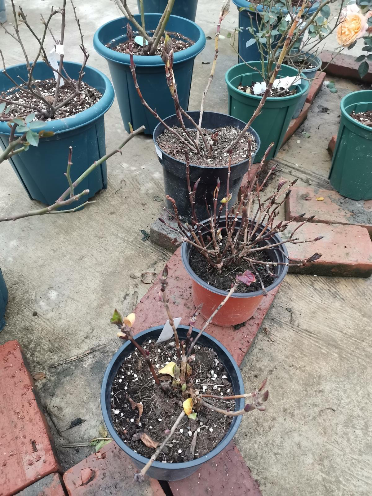 春天逛花市 5种花千万别买 买了就吃亏上当 天天看点