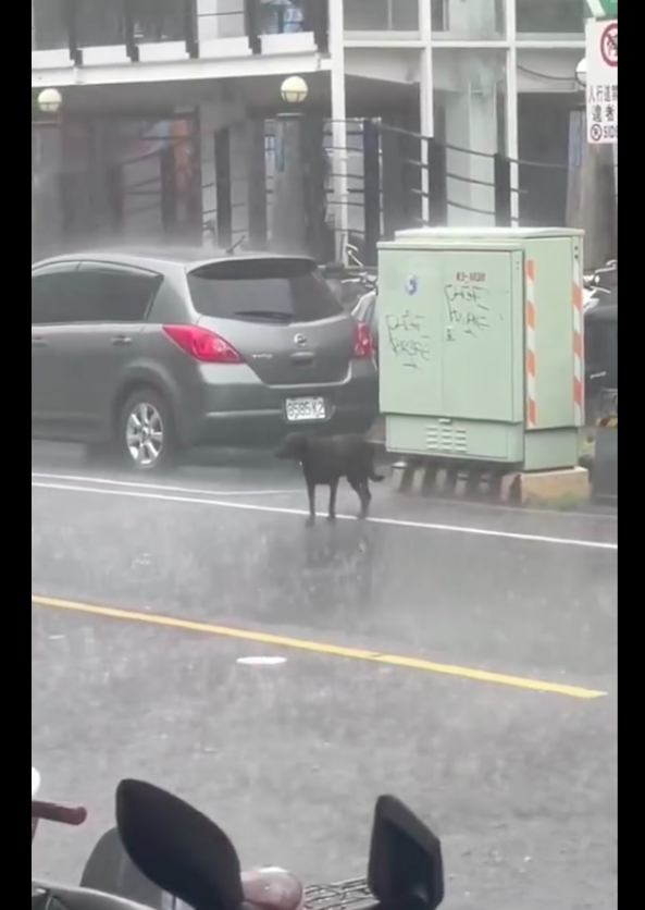 下暴雨了狗狗还站在马路上，张望来往的车辆，下一秒举动让人心酸