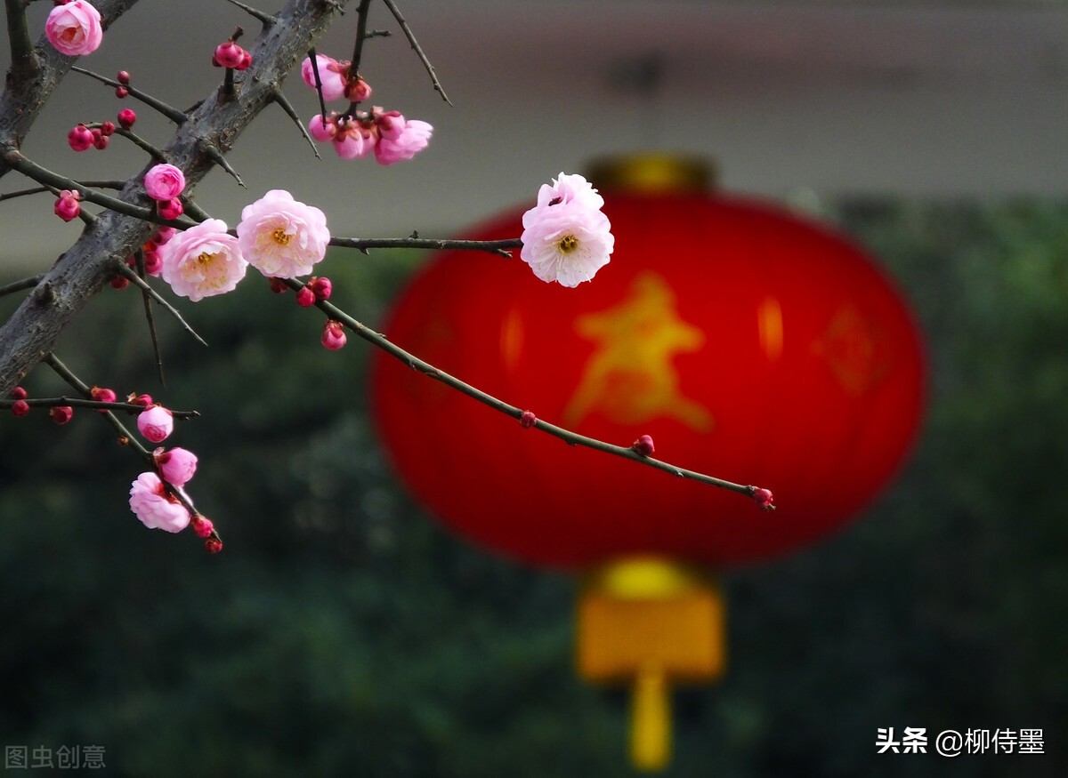 摄影新手学点“高级”的，把普通花朵拍摄出诗意美，照片更有意境