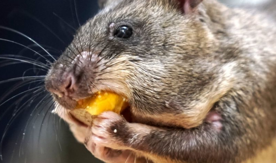 老鼠吃婴儿鼻子嘴唇(老鼠有多强的) - 乐宝宝贝