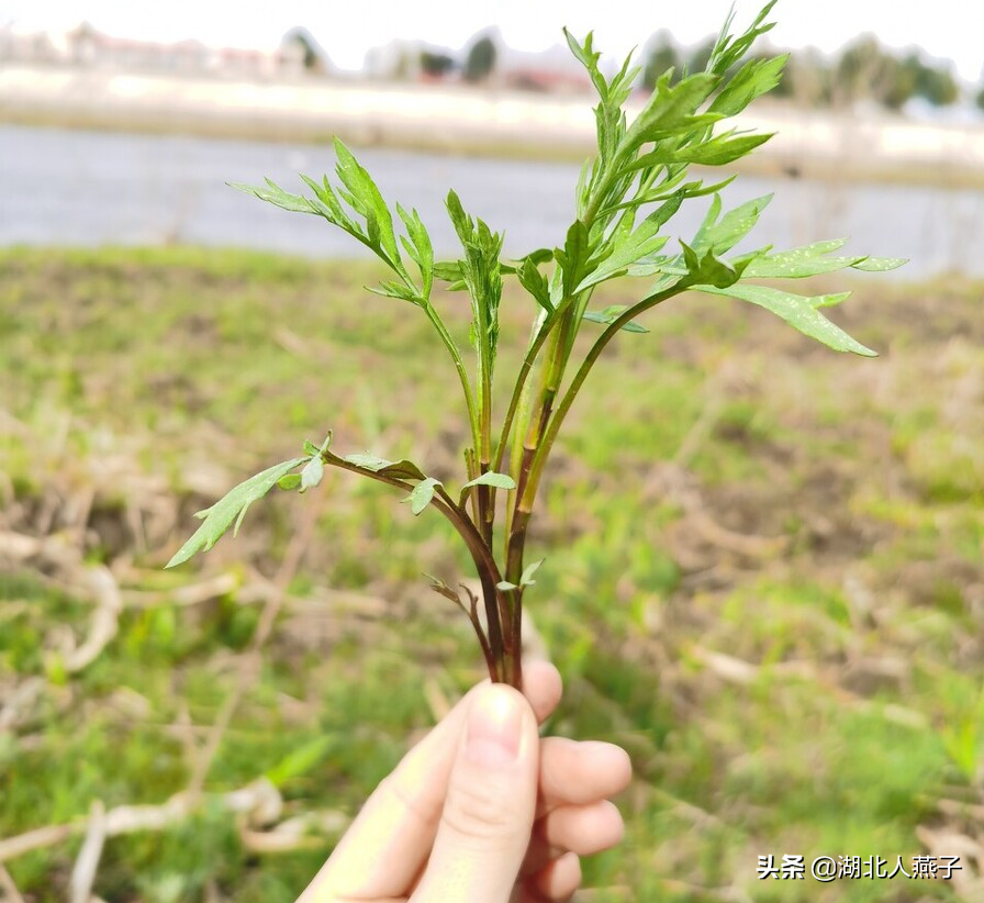 野菜的种类和做法（带你见识不同的野菜和吃法） 99