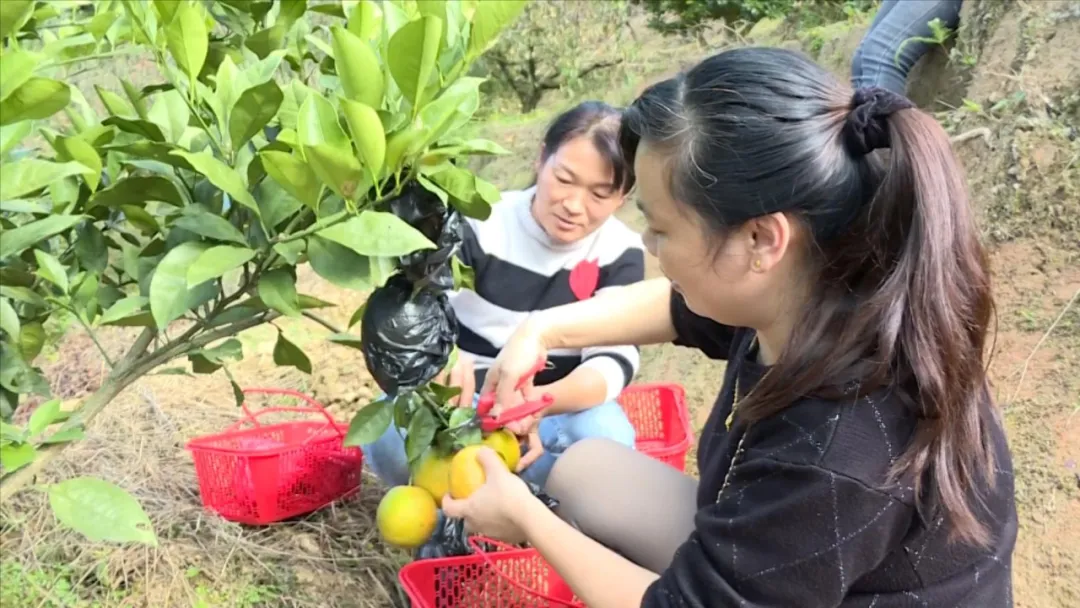 連城廟前：橙子掛枝頭 游客采摘樂