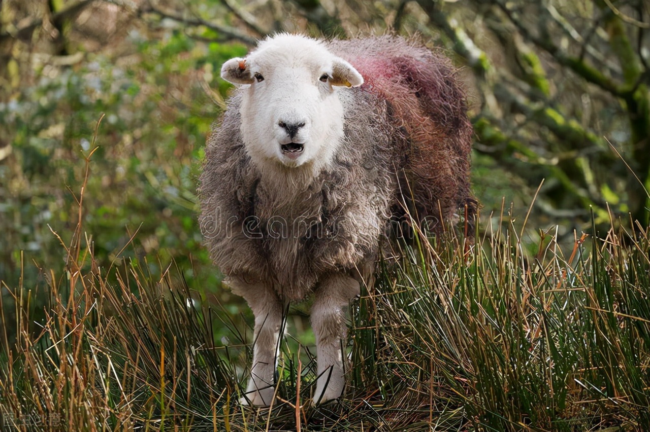 英國有一隻羊叫山頂之羊,肉可以吃毛可以用,連女王都稱讚