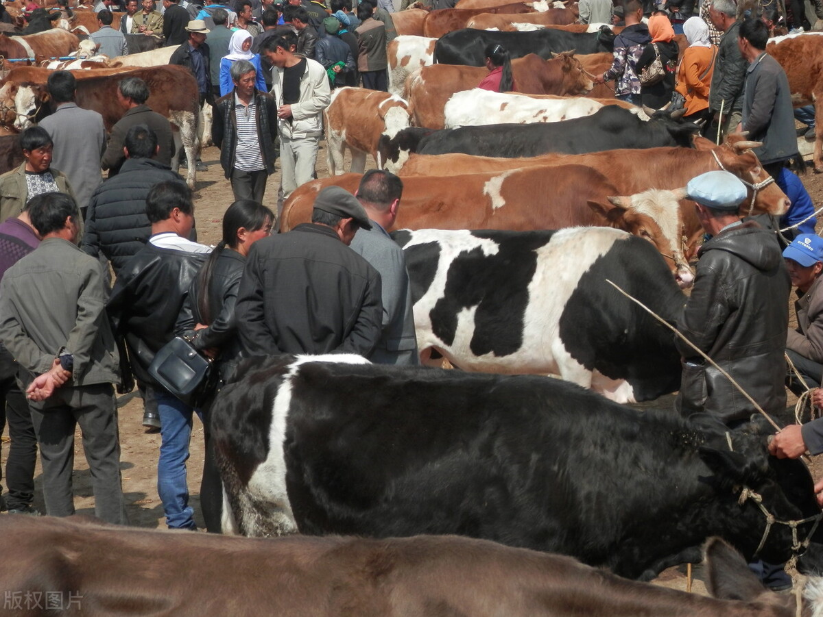 牛价丨3月11日 全国牛肉价格来了！附西门塔尔肉牛行情