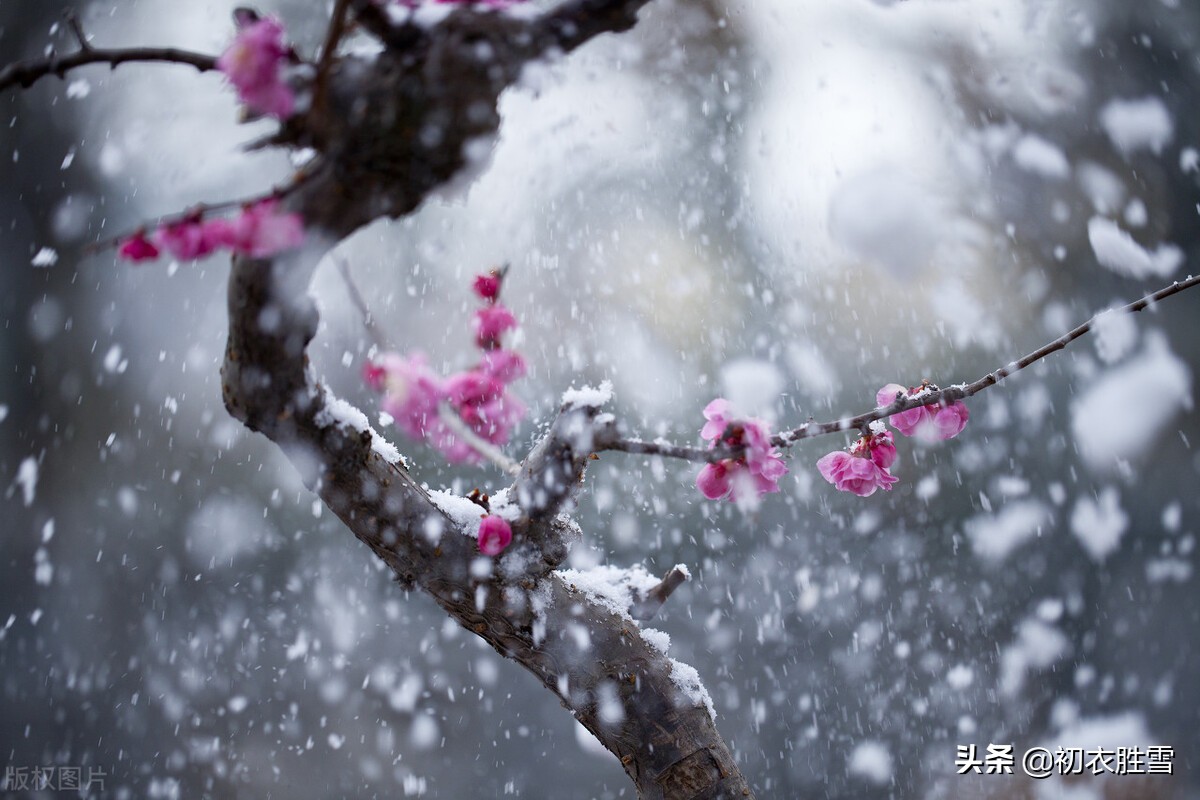 轻盈细雪古诗五首：细雪下帘隙，雪气细吹灯