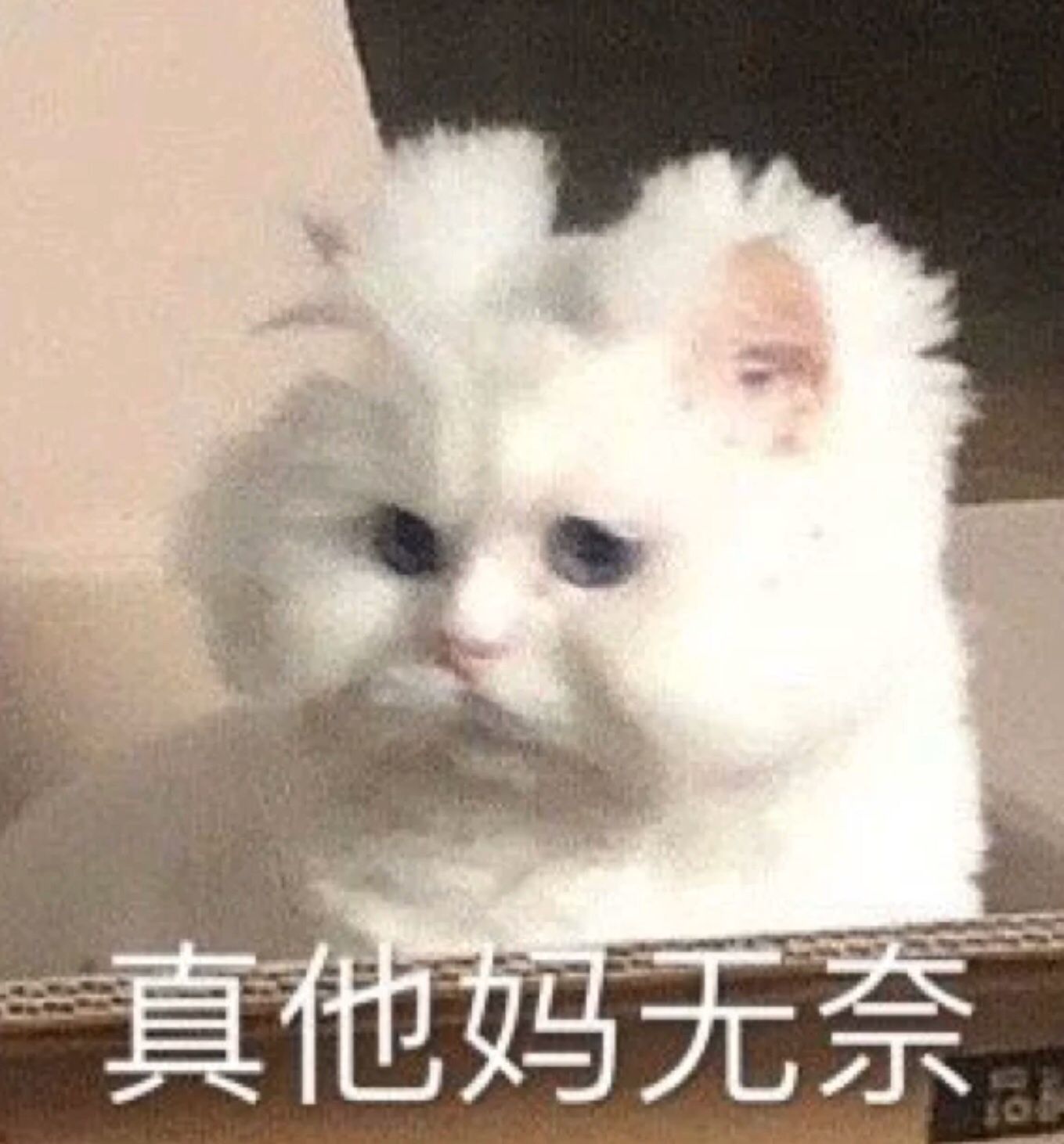 跑分第一！今年性能最强的直屏旗舰来了