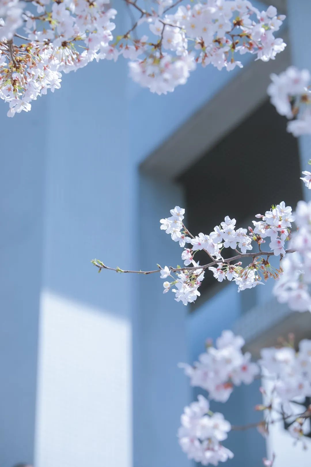 浙大樱雨，许你浪漫春光！每一张都可以做壁纸
