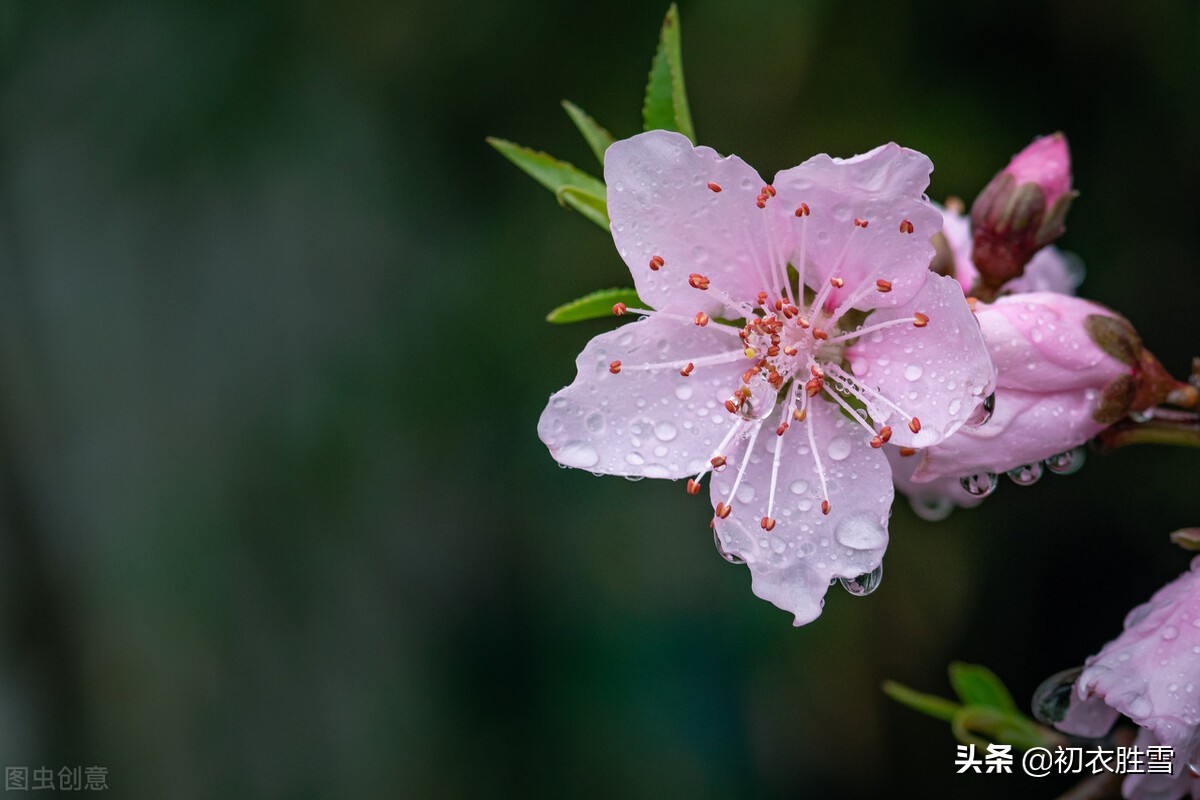 仲春春雨桃花美诗五首：二月桃花春雨里，夹岸桃花蘸水开