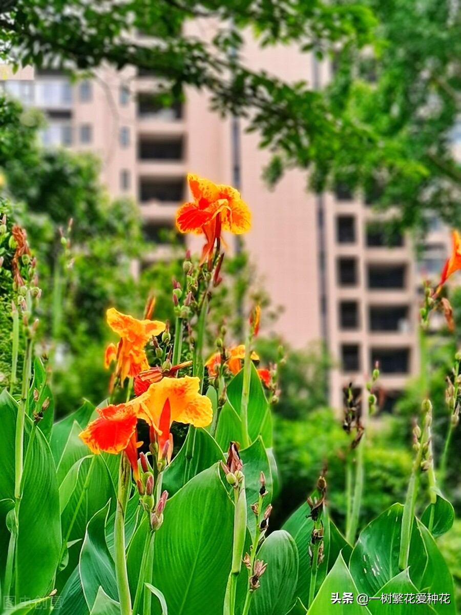 北方可以露地越冬的宿根花卉（30种不同宿根花卉盘点）