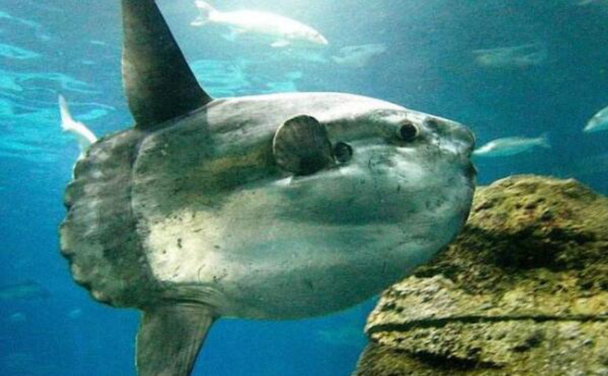 走近世界上最大的硬骨鱼