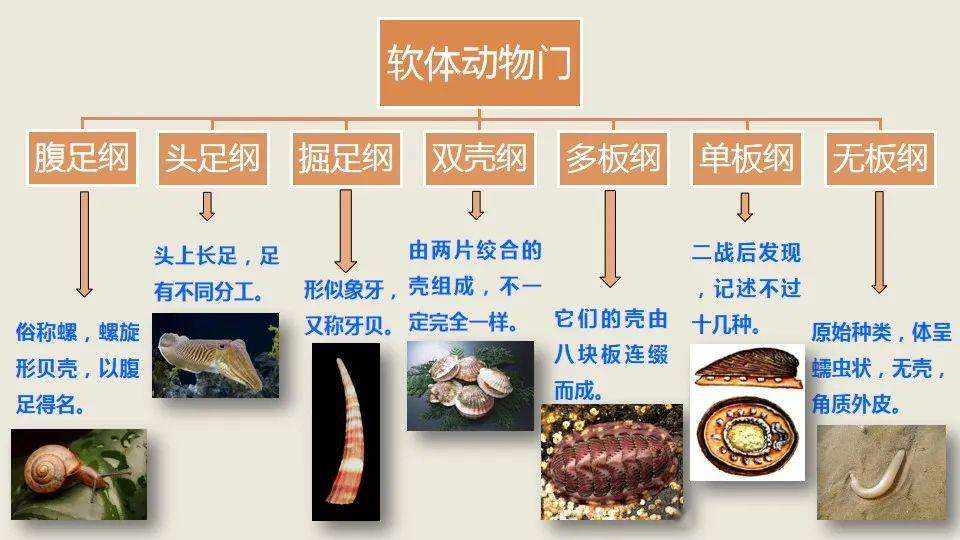 如何区分章鱼、墨鱼、鱿鱼、八爪鱼？它们有什么不同