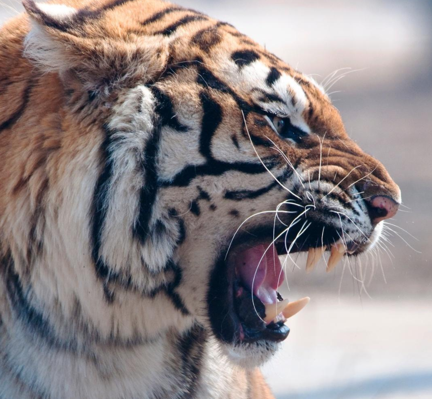 男子遇拦路东北虎，相距仅5米，对视1分钟后离开，攻击人怎么办？