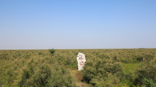 “南红北柳”：山东柽柳国家海洋特别保护区诞生记