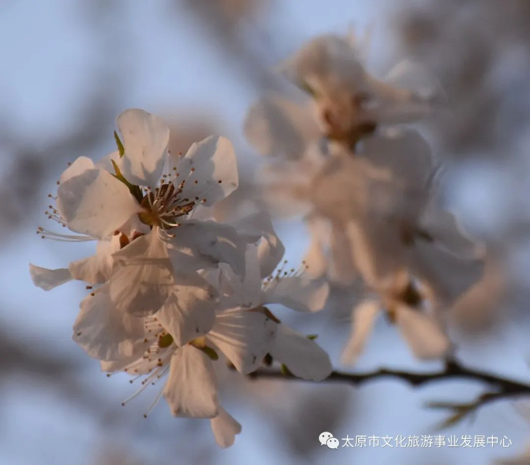 线上展览|“山河春意 锦绣太原——花的世界”主题摄影线上图片展（十）