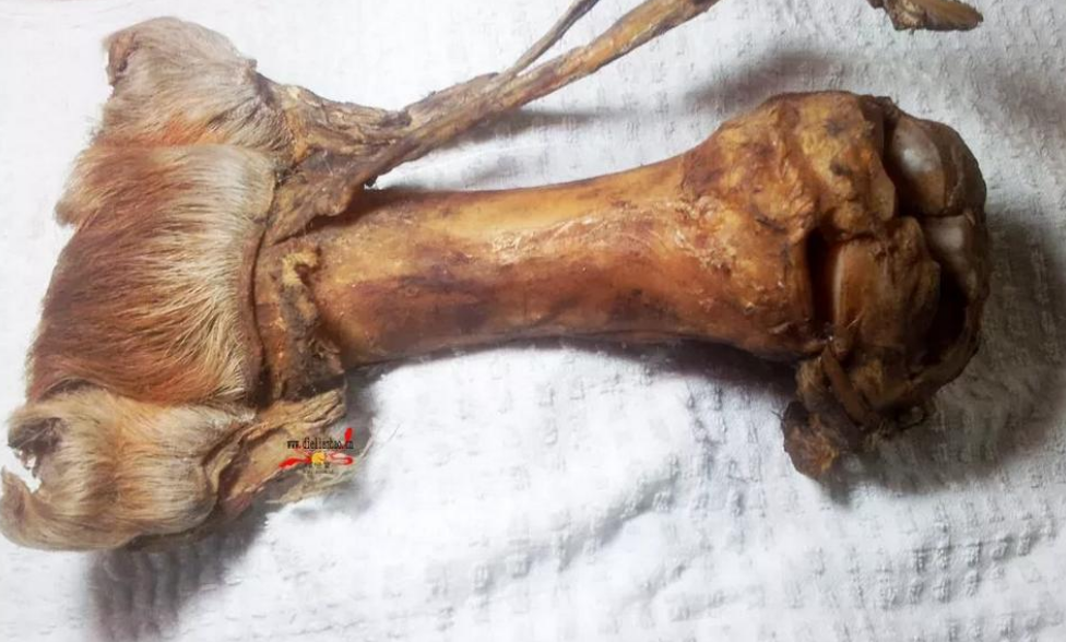 农村集市上常有小商贩售卖的虎骨和熊掌类珍贵药材,都是真的吗?