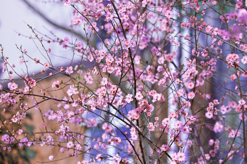 美！太阳成集团tyc234cc主页：春暖花开 美景如画（多图）…