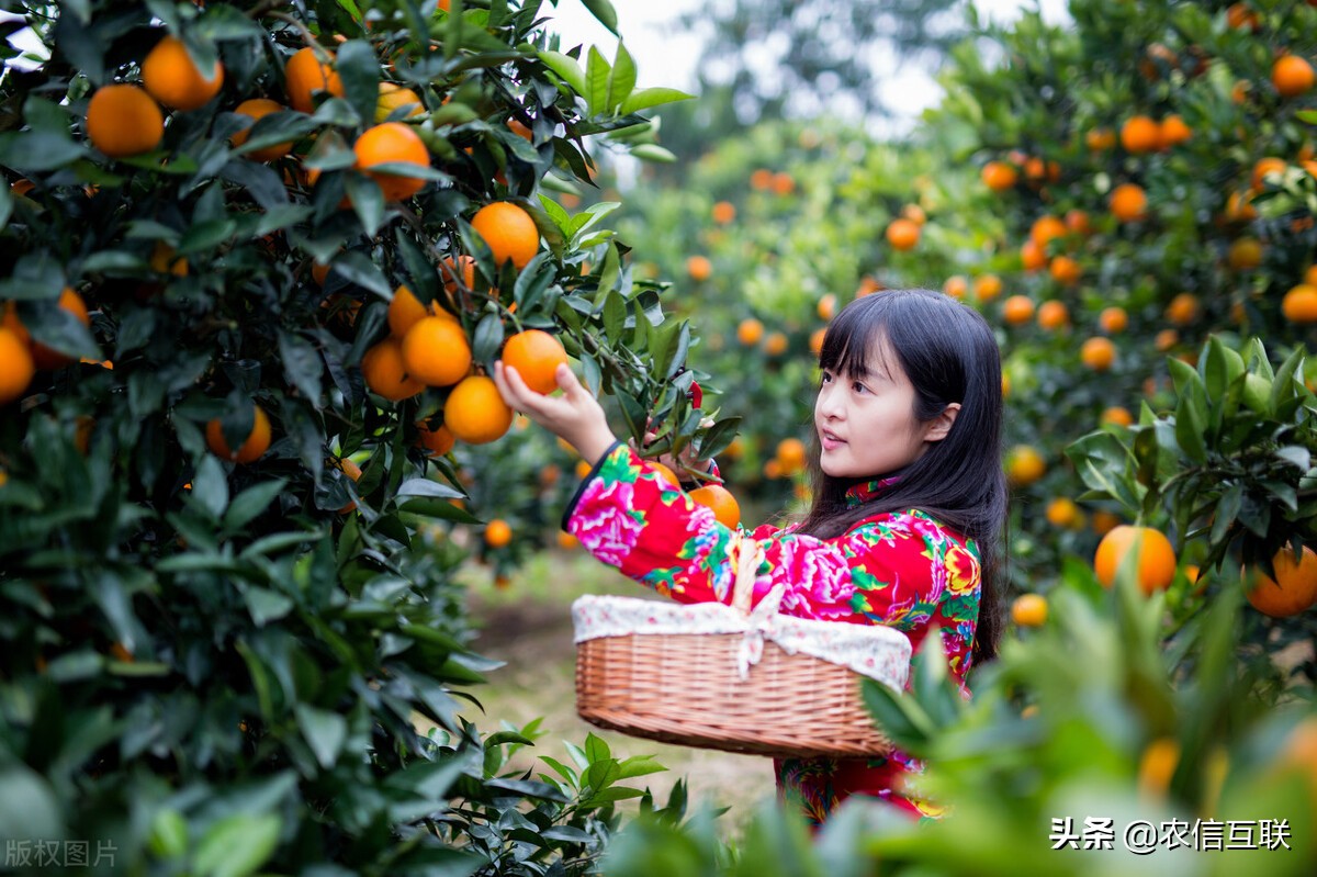 国家粮食和物资储备局：理性看待玉米市场形势，适时适价卖粮