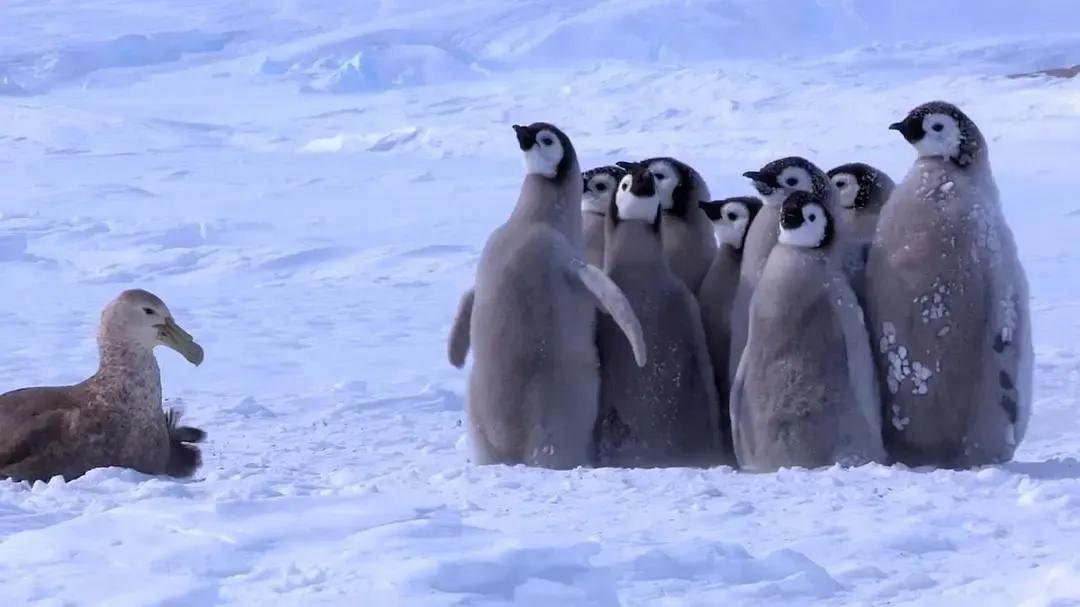 这几部电影可以让孩子懂得要在逆境中学会自我化解情绪，缓解压力