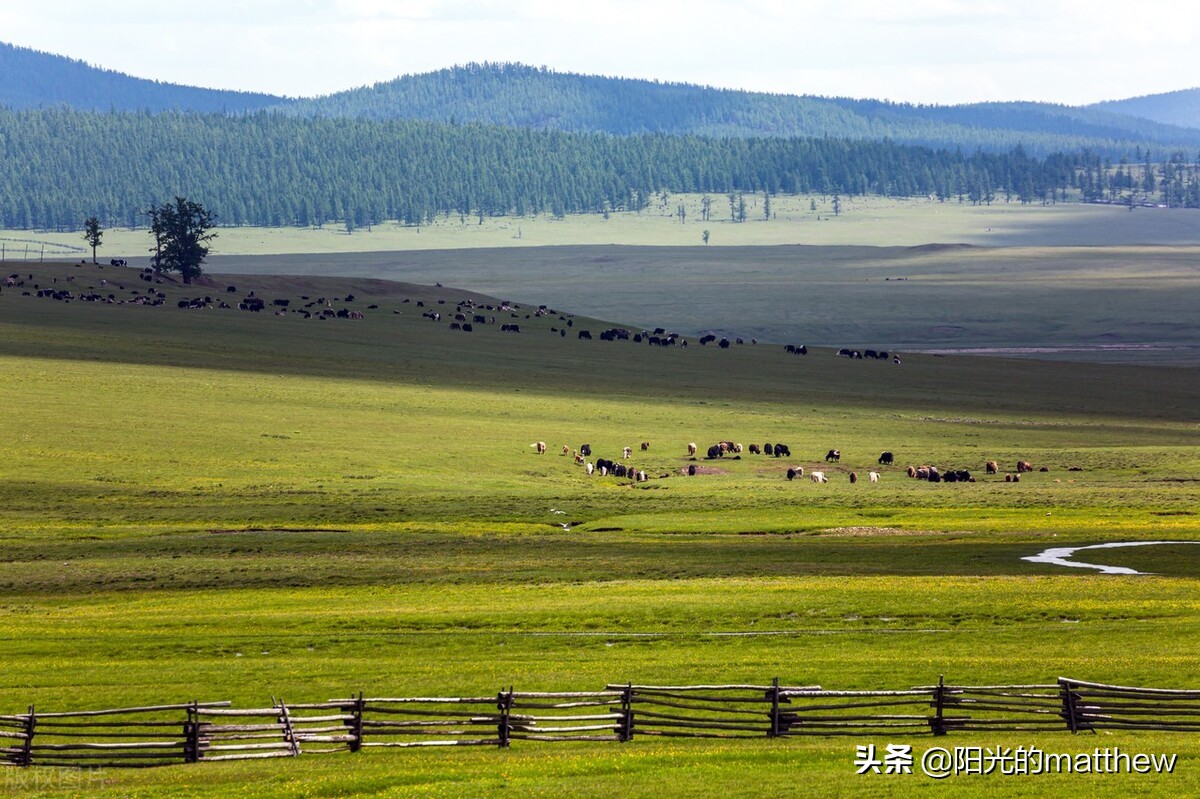 蒙古国库苏古尔省草原一望无际牛马成群一片祥和