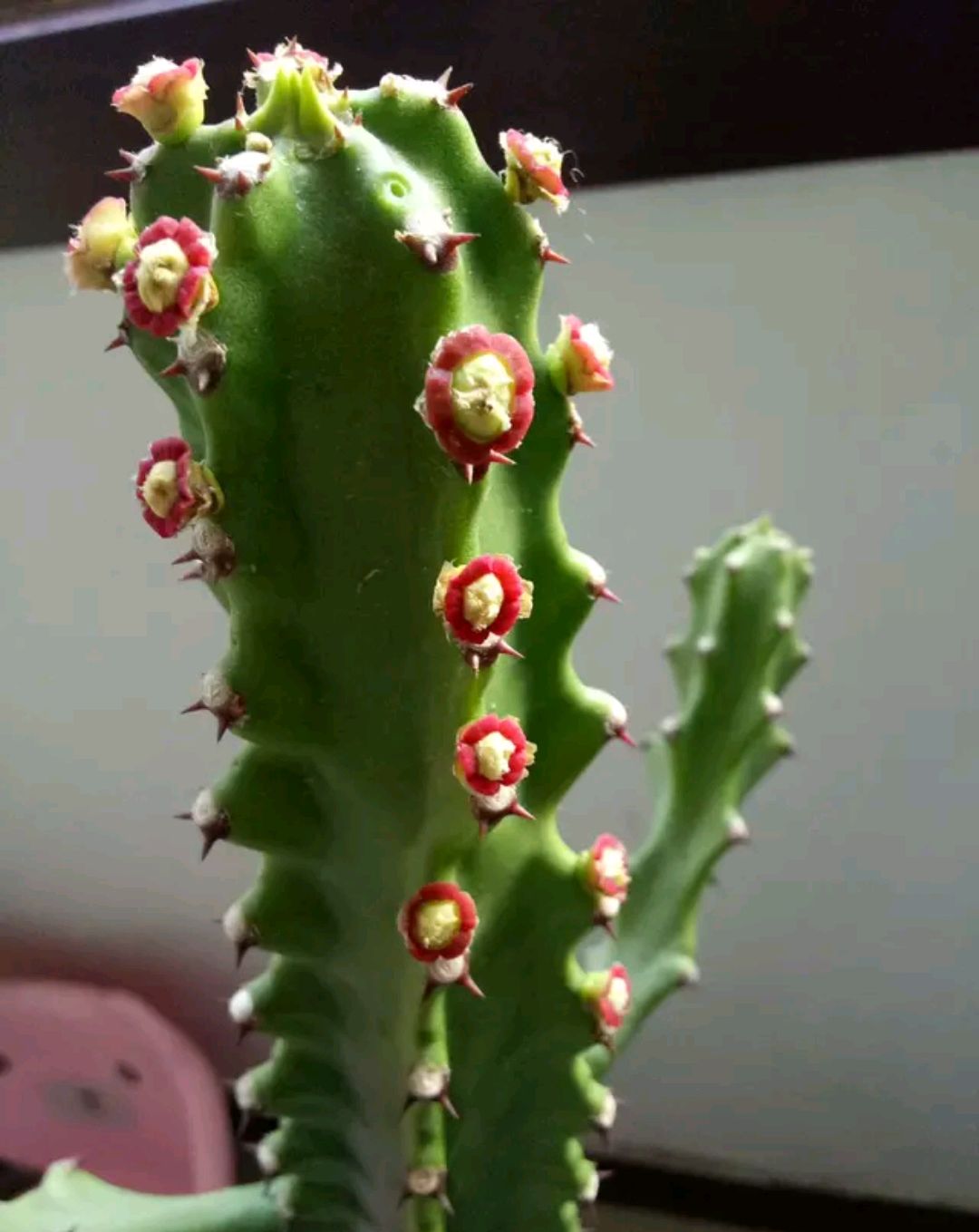 镇宅的花卉绿植有哪些（三种镇宅花一养旺家好运来）