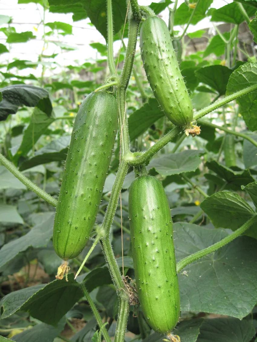 黄瓜图片大全图片欣赏水果(揭秘6种常见的黄瓜)