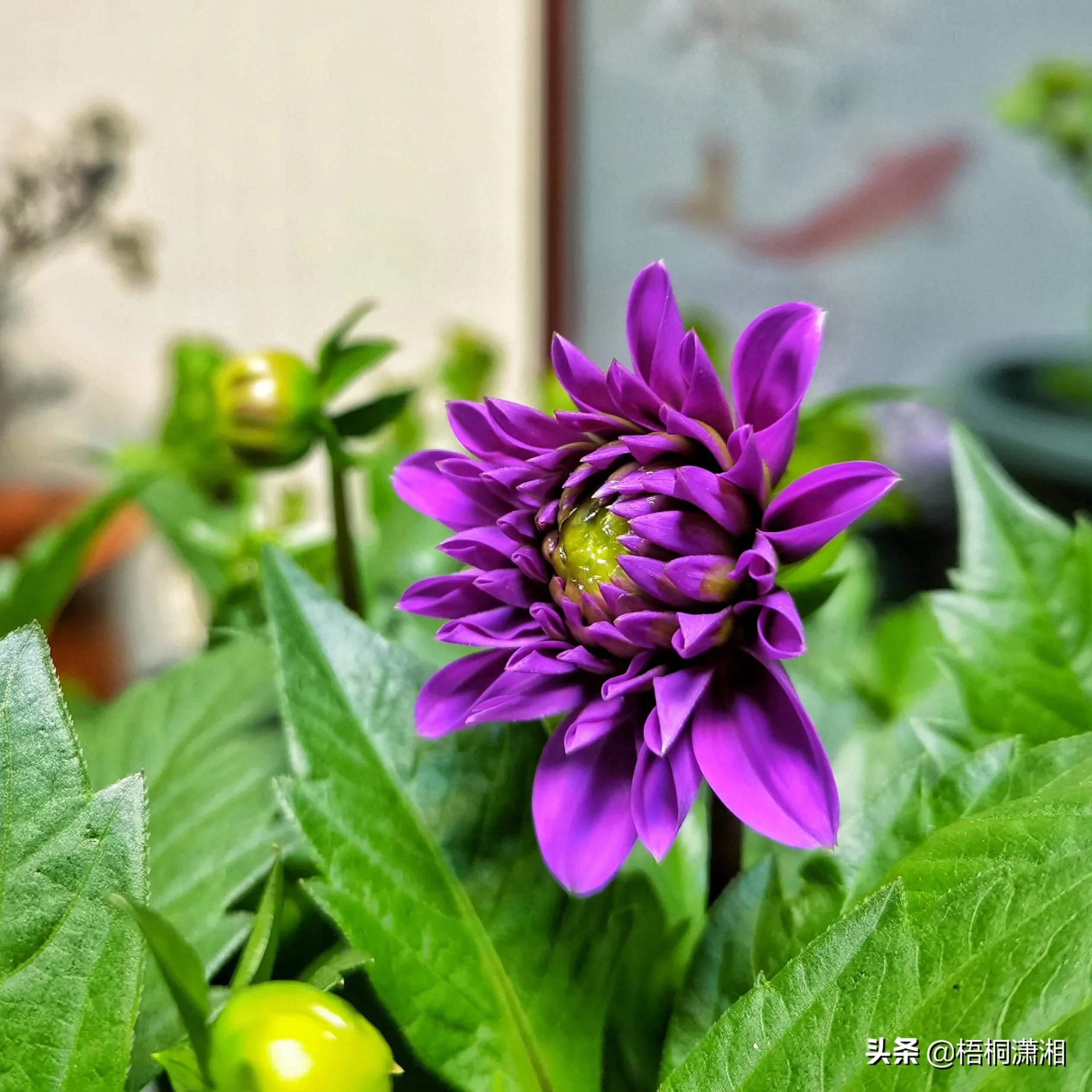 关于紫色郁金香的美文