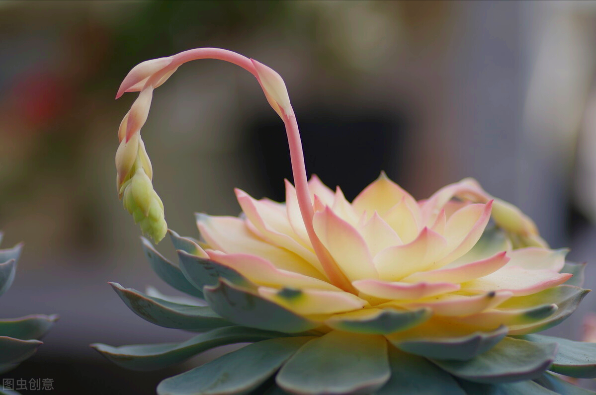 一花一世界，一束花点燃爱，相逢花浪漫情，春花情长，迷人心醉