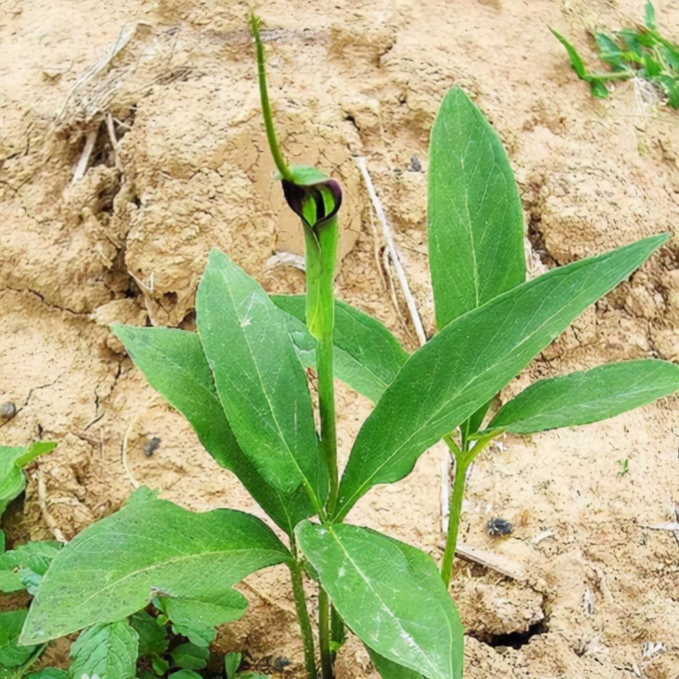 毒鱼藤(100种有毒的花和果，生活中很常见，出门要小心，避免受伤害)