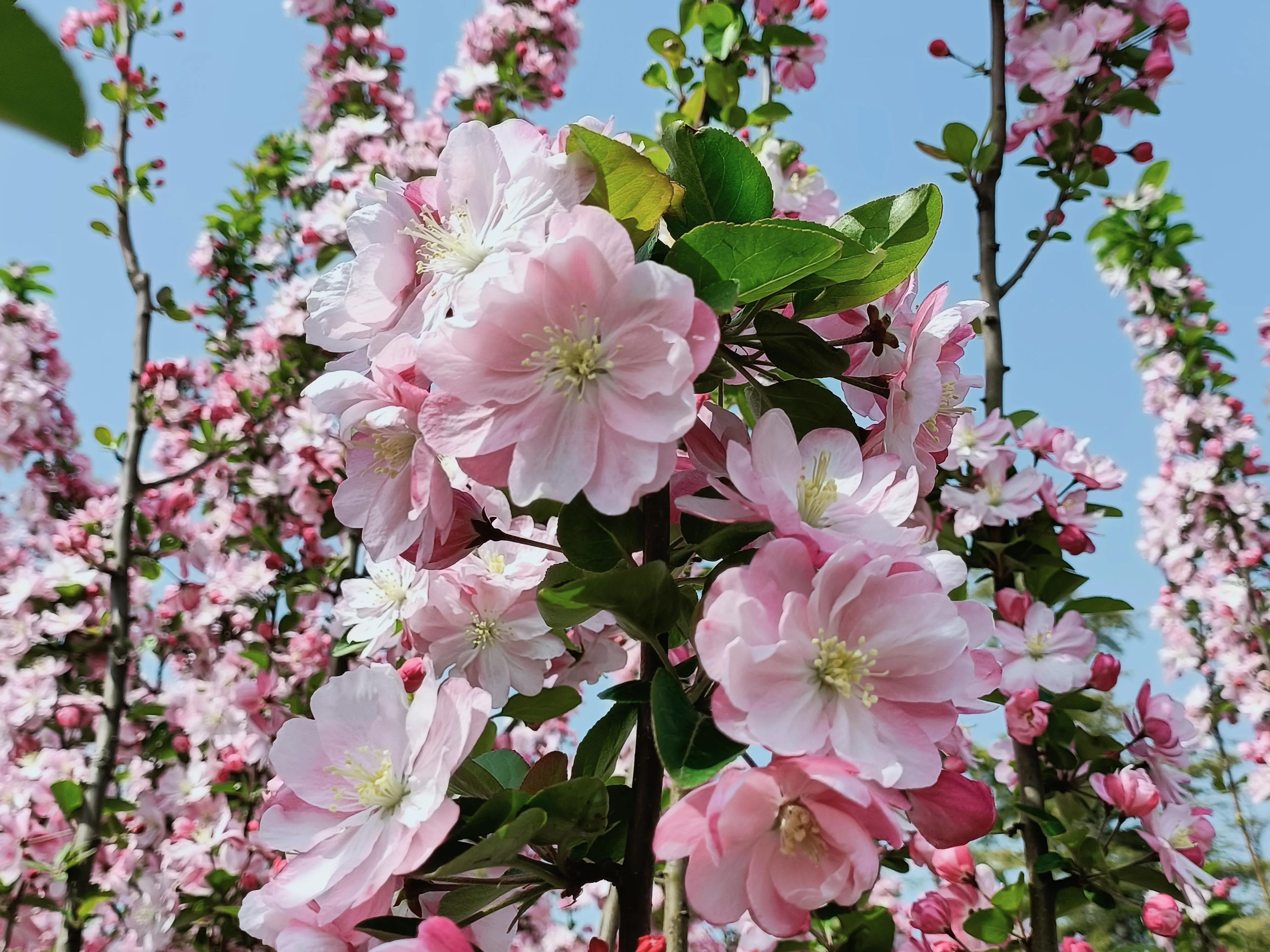 描写秋天海棠的优美句子_晶羽文学网