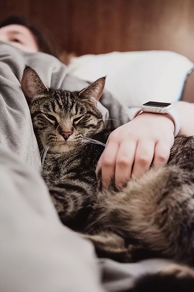 貓咪“生活幸福”的7種表現，說明主人養得好