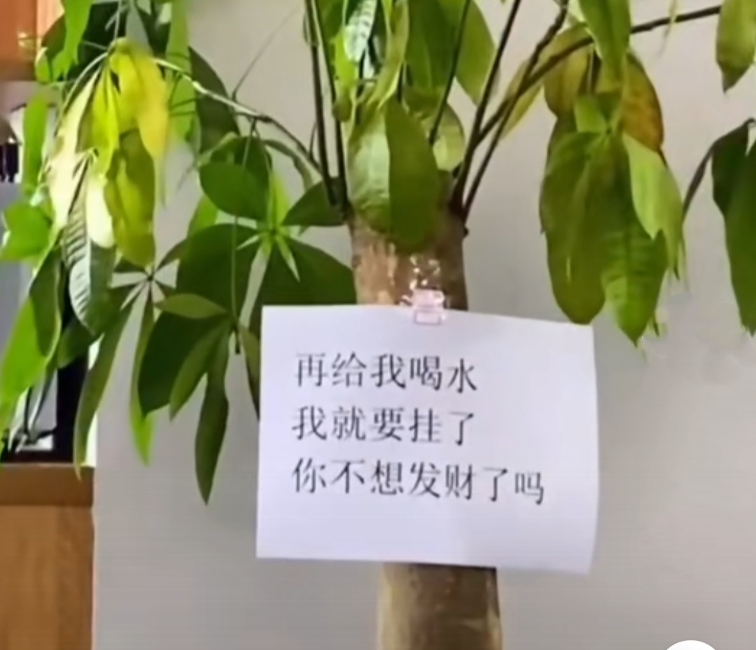 镇宅的花卉绿植有哪些（三种镇宅花一养旺家好运来）