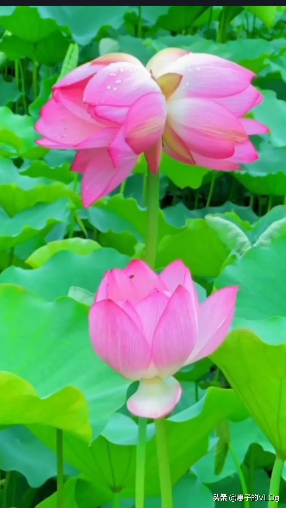 赏并蒂花开,富贵吉祥,好运连连