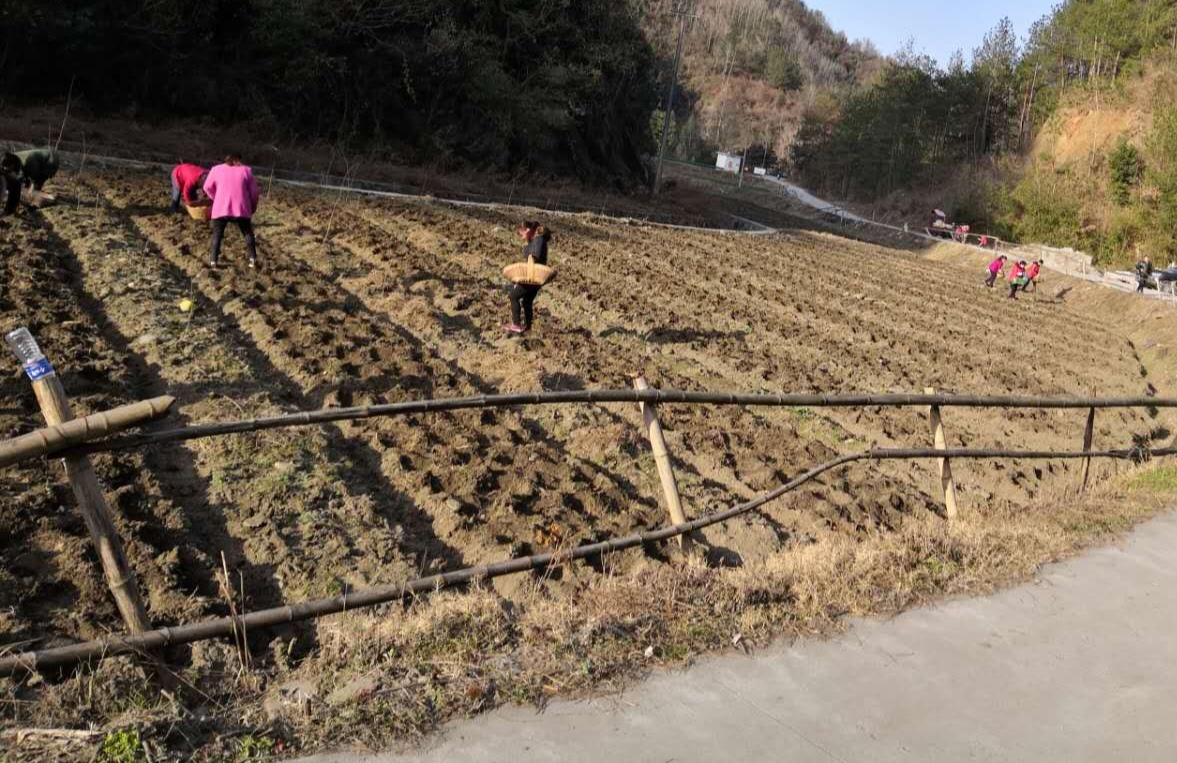 汉阴县城关镇：人大代表推进产业发展助力乡村振兴