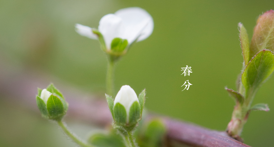 「原创诗词」靳凌震 | 恋过千般雪，唯有腊梅香（二十四节气诗词）