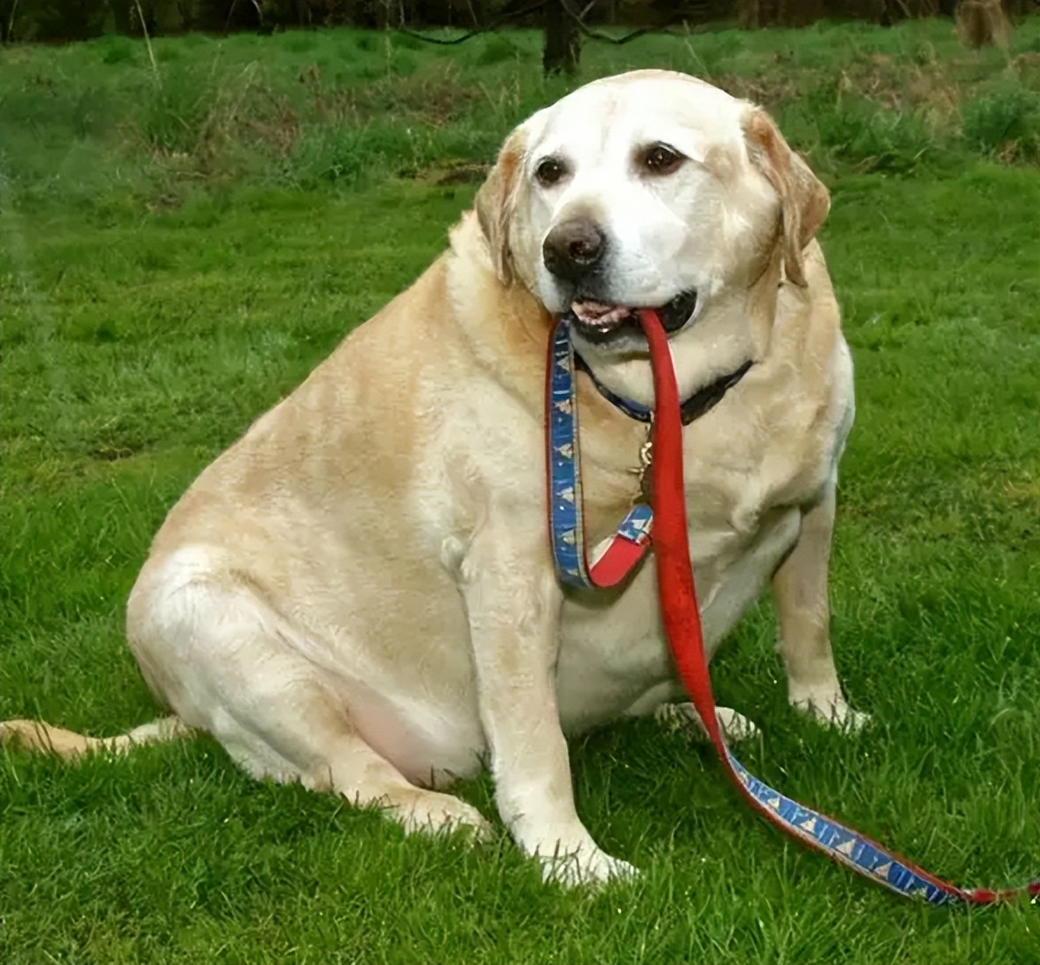 金毛,拉布拉多和哈士奇哪个好?要不是过来人提醒,差点买错