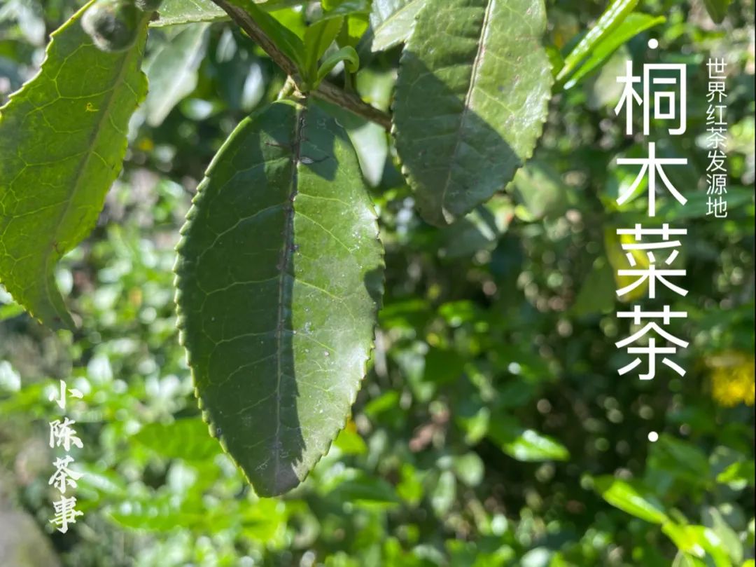 龙井茶属于(既然大红袍、铁观音都是乌龙茶，那么乌龙茶到底是红茶还是绿茶？)