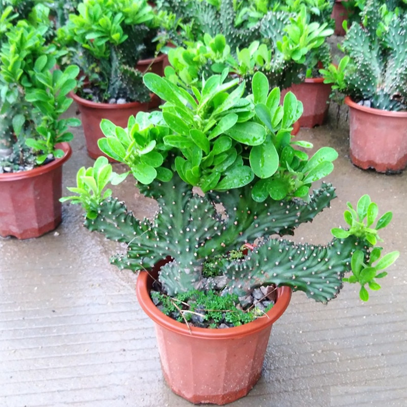 镇宅的花卉绿植有哪些（三种镇宅花一养旺家好运来）