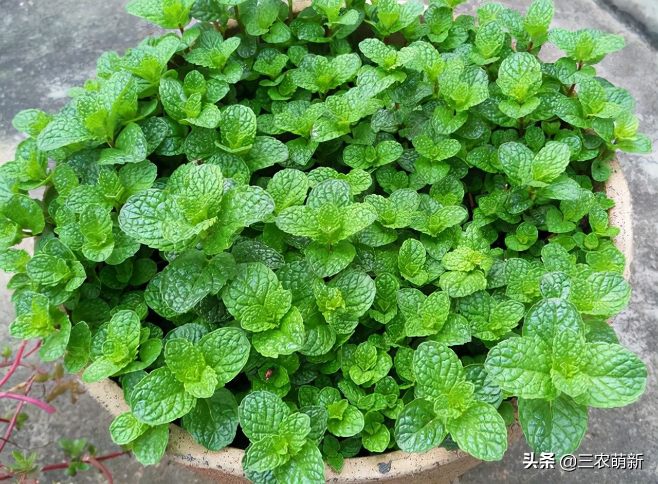 贵州这10种野菜,一般人不太敢吃,鱼腥草都不算啥