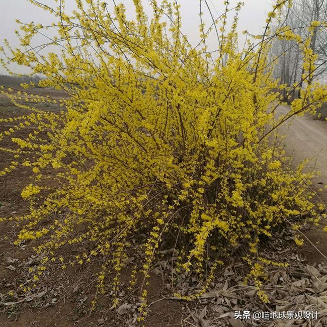 私家庭院景观设计：适合南京、合肥一带种植的常绿灌木