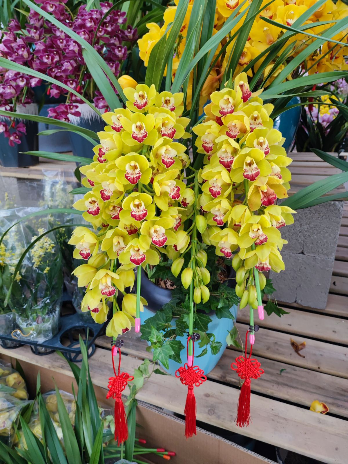 金钱树开花吗(老人说6种"招财花",不会随意开,开花就有"财源"到)