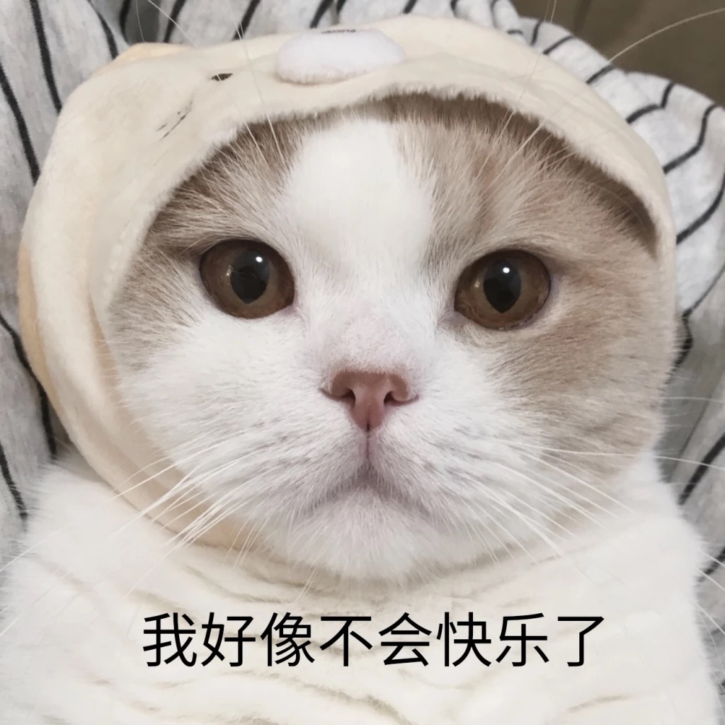 记住这几种猫，堪称猫界中的“二哈”，见到了扭头就走