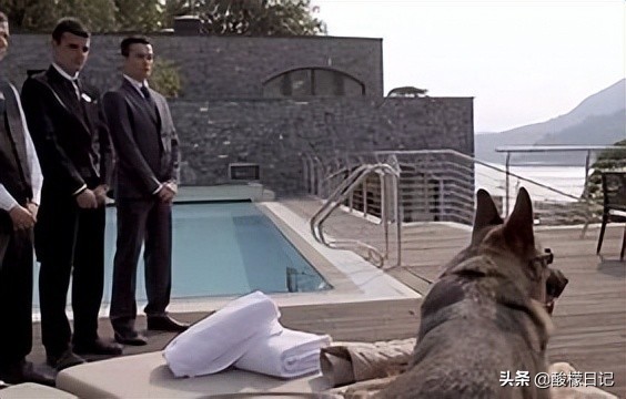 赵本山儿子花260万买狗不算什么，看看世界上最有钱的狗身价20亿