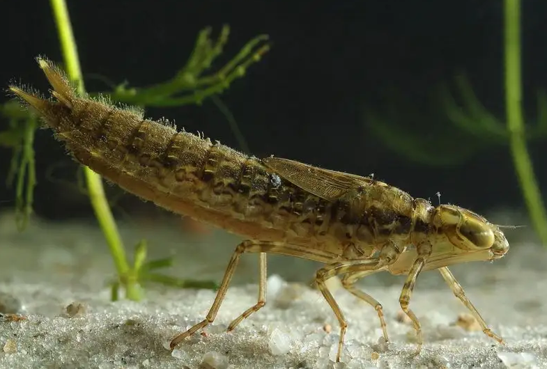 蜻蜓的幼虫---水虿:凶猛的猎食者  异形的原型