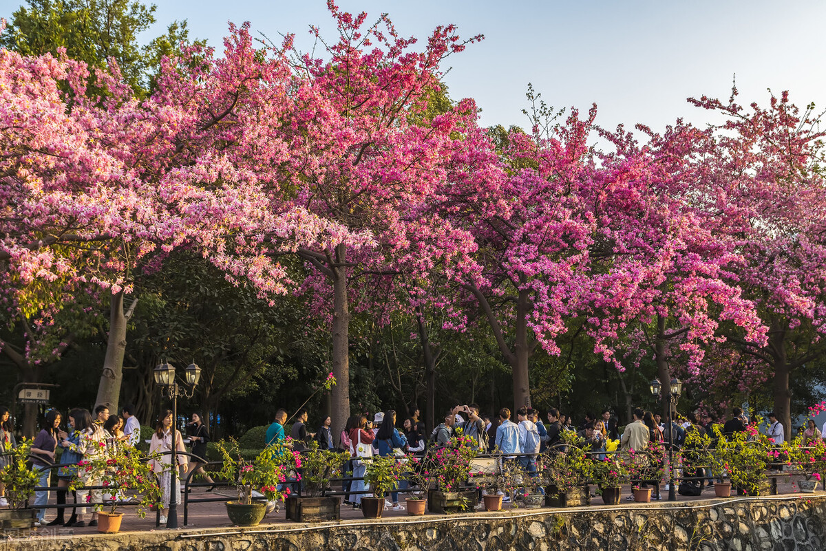 广州旅游景点地图(油画里的花海) - 悦闻天下