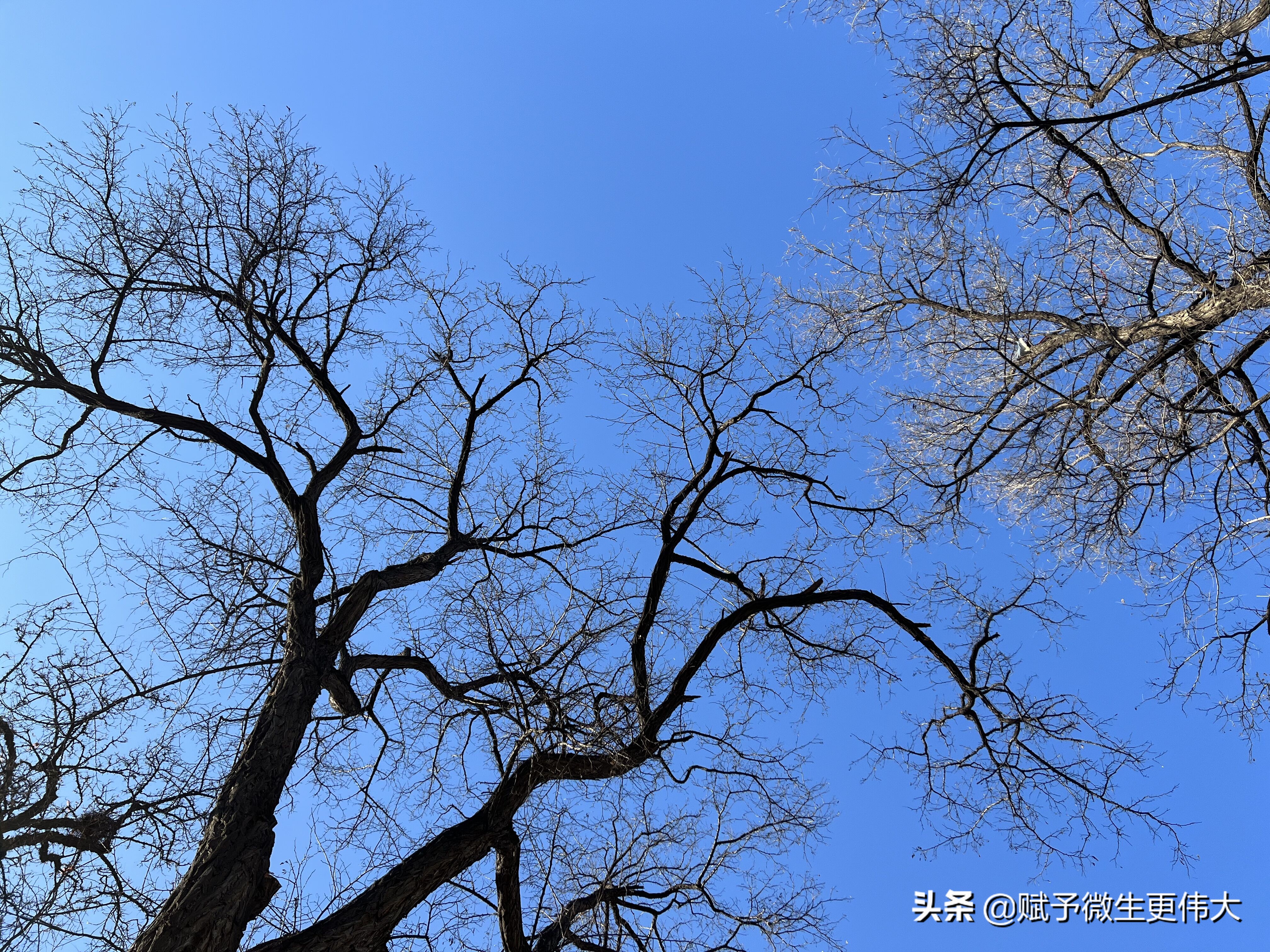 观象——百鸟恋枝委蛇奔放
