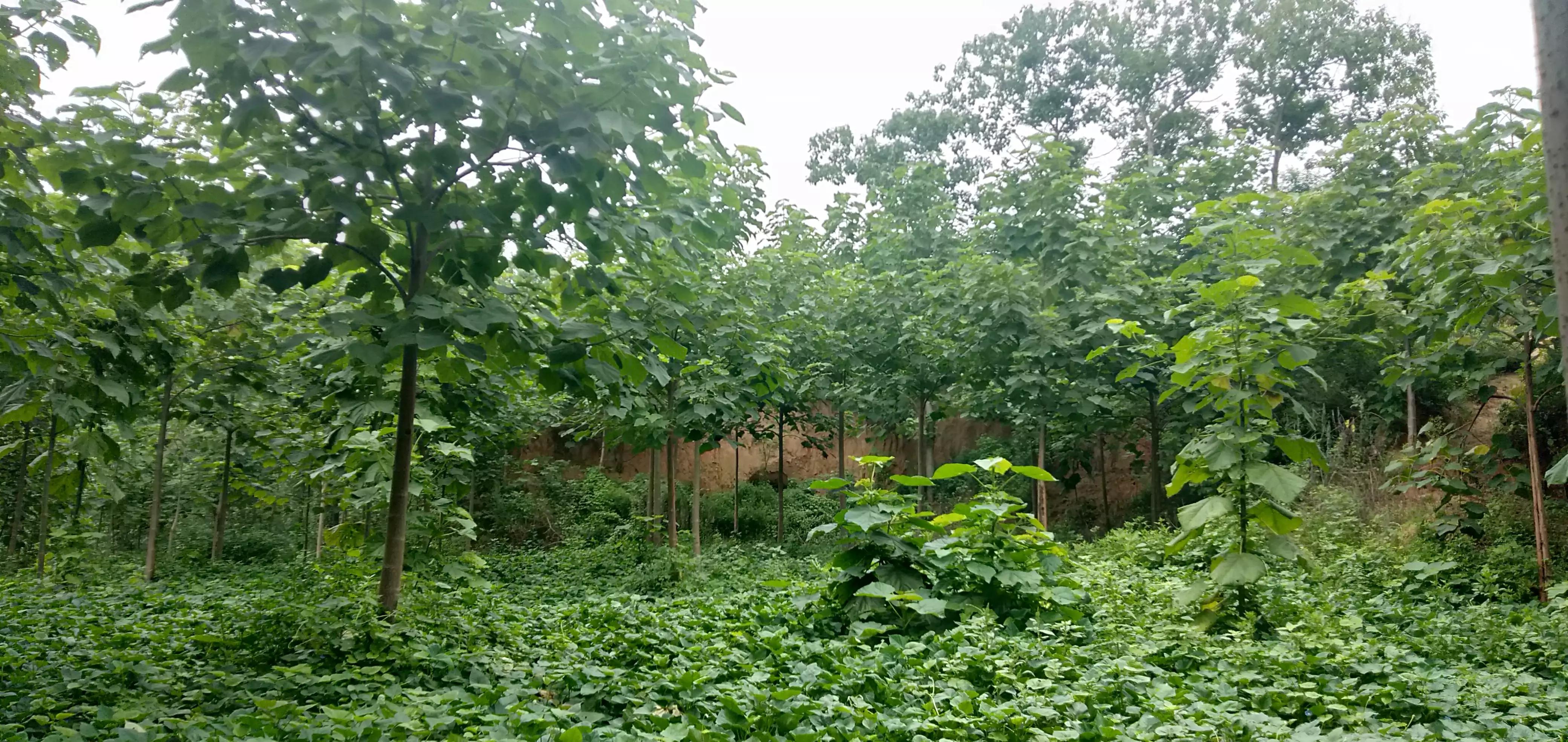 女相的男人（短篇小说）