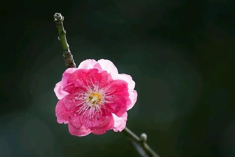 愿你春风过处，繁花似锦；愿你雨落之时，枝繁叶茂